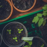 green leafed plants in pots