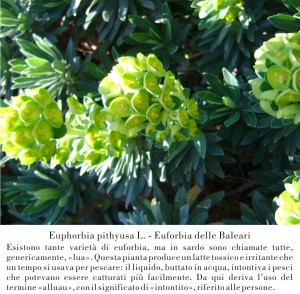 Euforbia delle Baleari