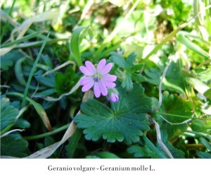 Geranio volgare