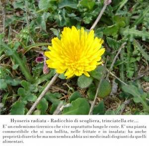 Hyoseris