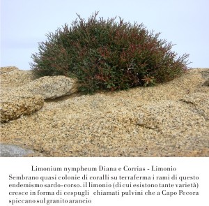 Limonio