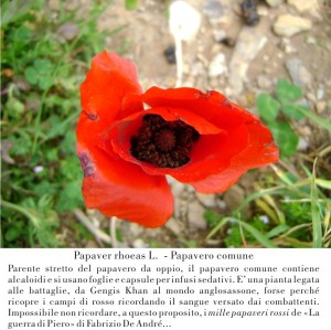 Papavero comune