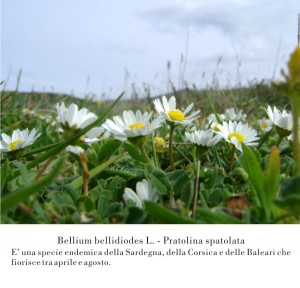 Pratolina spatolata