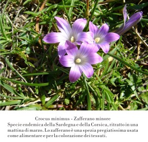 Zafferano
